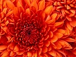 Chrysanthemum (2)2.jpg